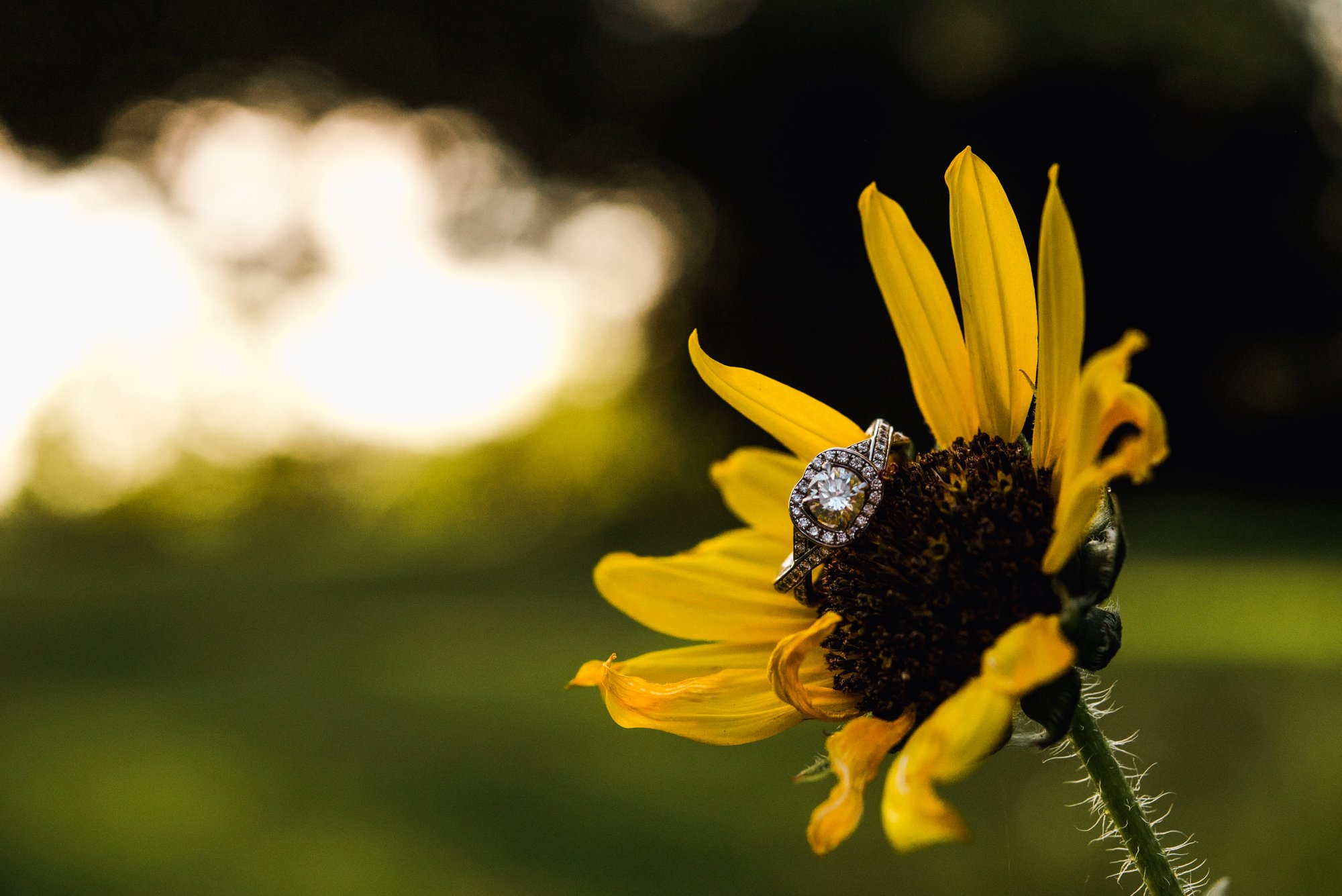 detail photograph of a ring on a sunflower, summer ring shot detail, austin wedding photographer for creative couples
