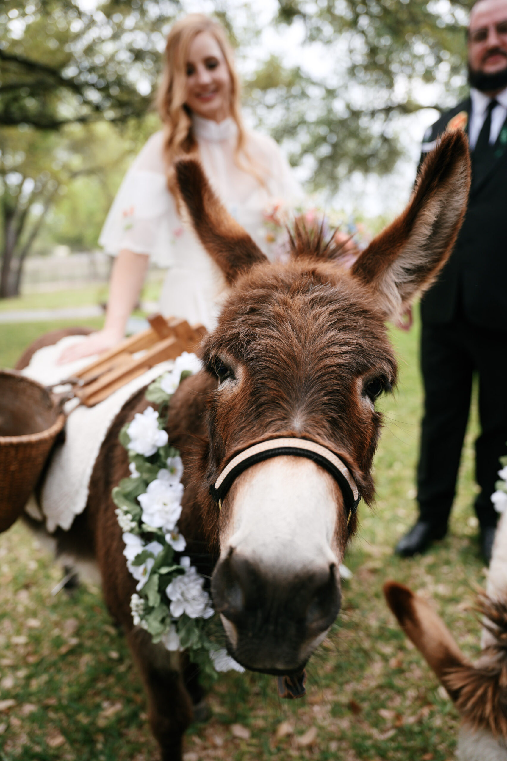 beer donkey photos at an austin texas wedding 